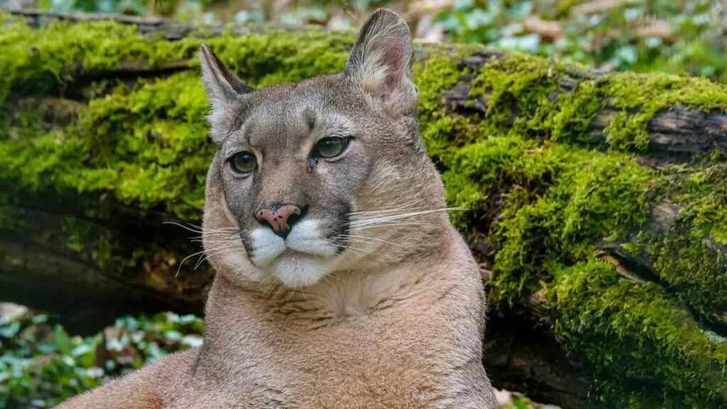 Cucciolo eroe combatte contro un puma per salvare due bambini