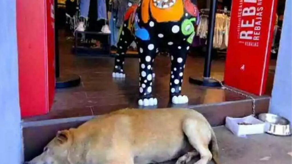 I proprietari di un negozio di abbigliamento adottano un cucciolo di cane arrivato per caso