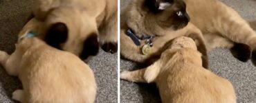Gatto conforta cucciolo di cane che piange (VIDEO)