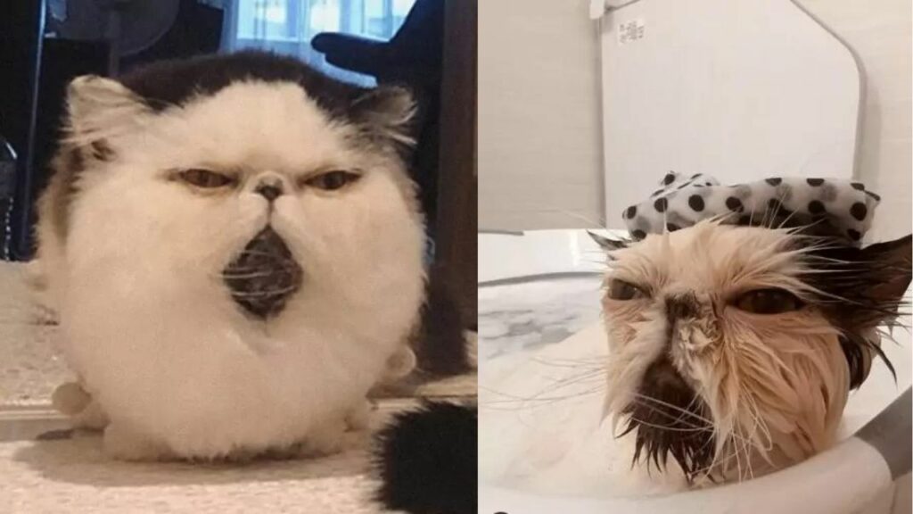 Cucciolo di gatto fa ridere il pubblico con la sua faccia da "pensatore"