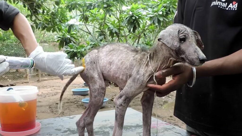Dopo essere stato trovato in condizioni pietose, questo cucciolo di cane si trasforma in una meraviglia