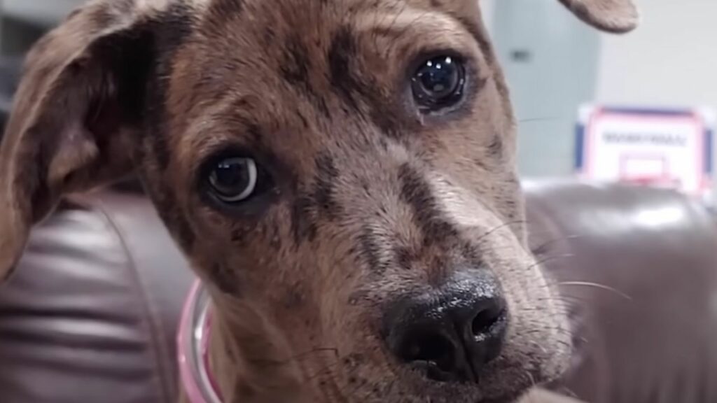 Cucciolo abbandonato si trasforma in un bellissimo e dolcissimo cane felice