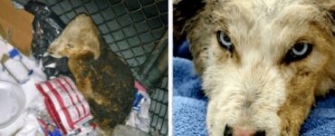 Un camionista vede un secchio della spazzatura in fiamme e ci trova dentro un cucciolo di cane