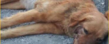 incidente cane