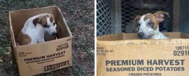 Questa cucciola abbandonata non voleva lasciare lo scatolone dove l'aveva messa il proprietario