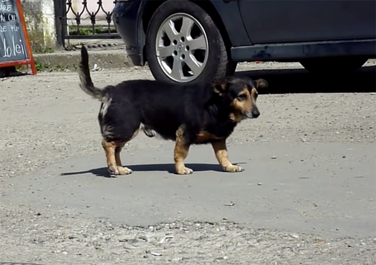 cane non trova più il cuscino