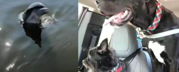 Un incontro inaspettato: un delfino corre per salutare due cuccioli che si trovano sopra una barca