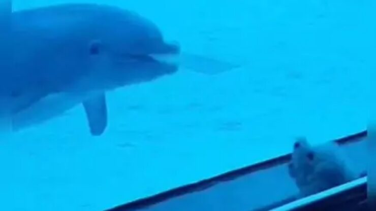 delfino giocoso provoca un cane