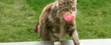 gattina porta fiori a donna