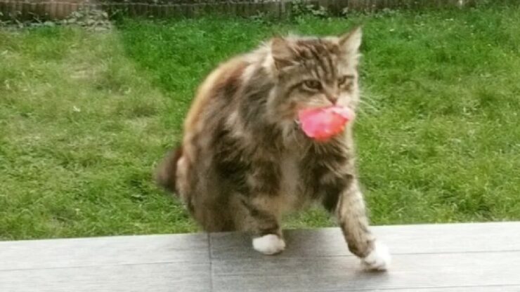 gattina porta fiori a donna