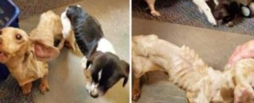 due cuccioli abbandonati