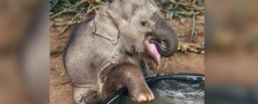 elefante salvato circo