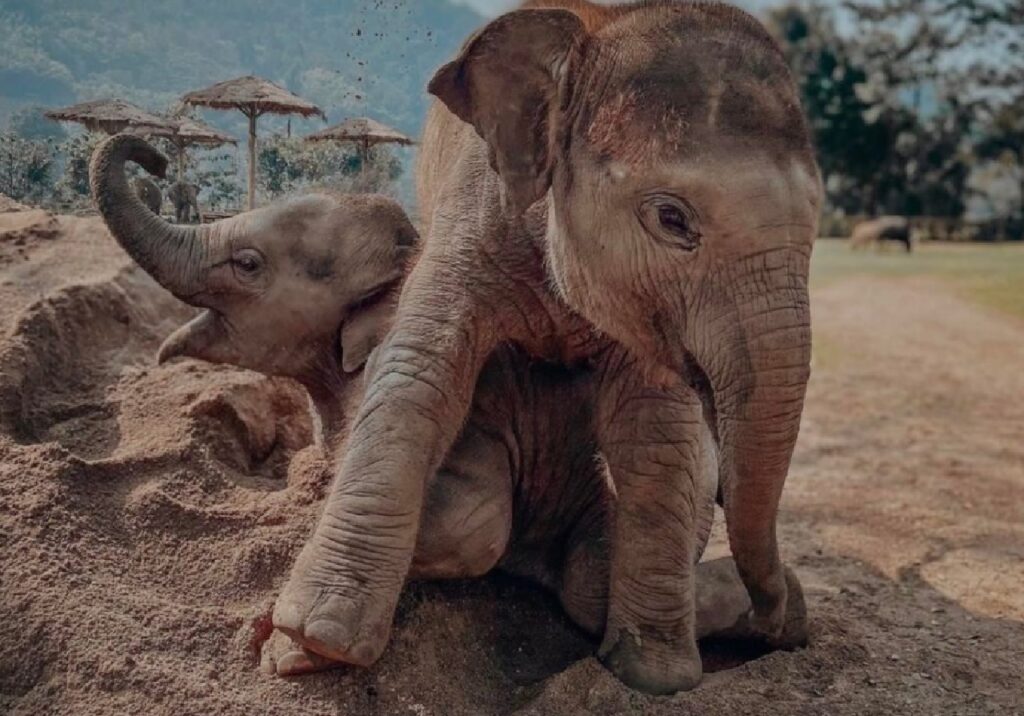 elefante e mamma giocano