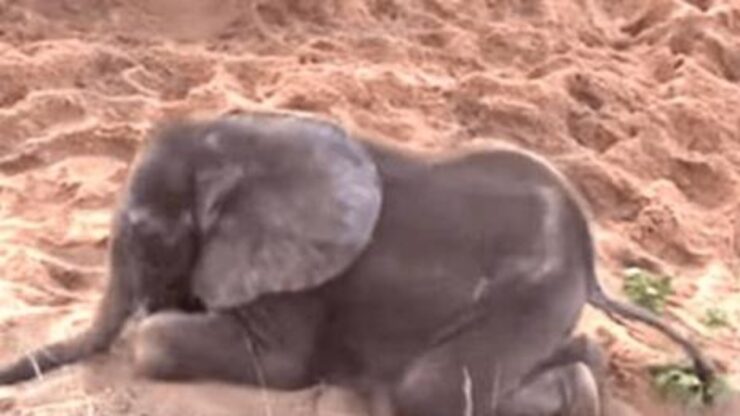 elefante morente