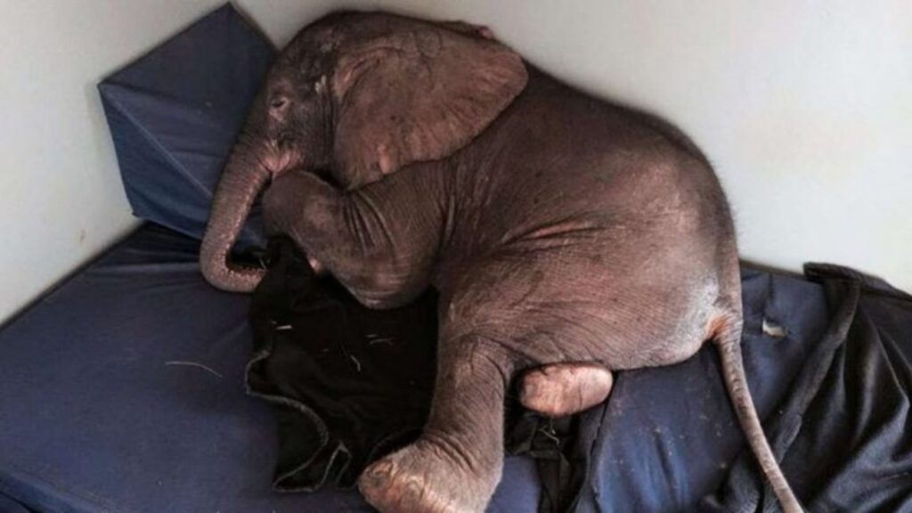 elefante triste