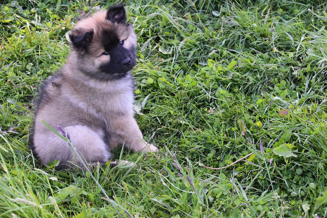 errori cucciolo cane