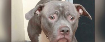 faccia triste del cane