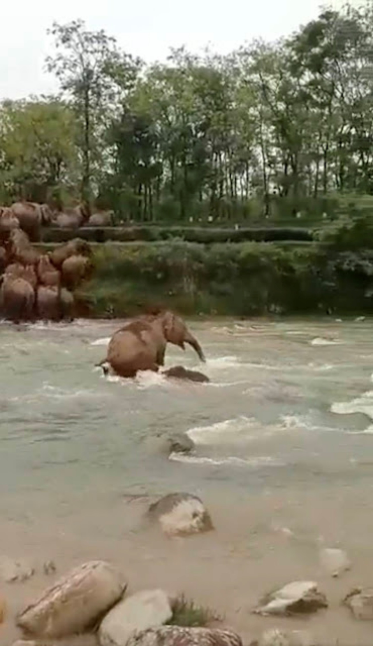 elefanti attraversano un fiume