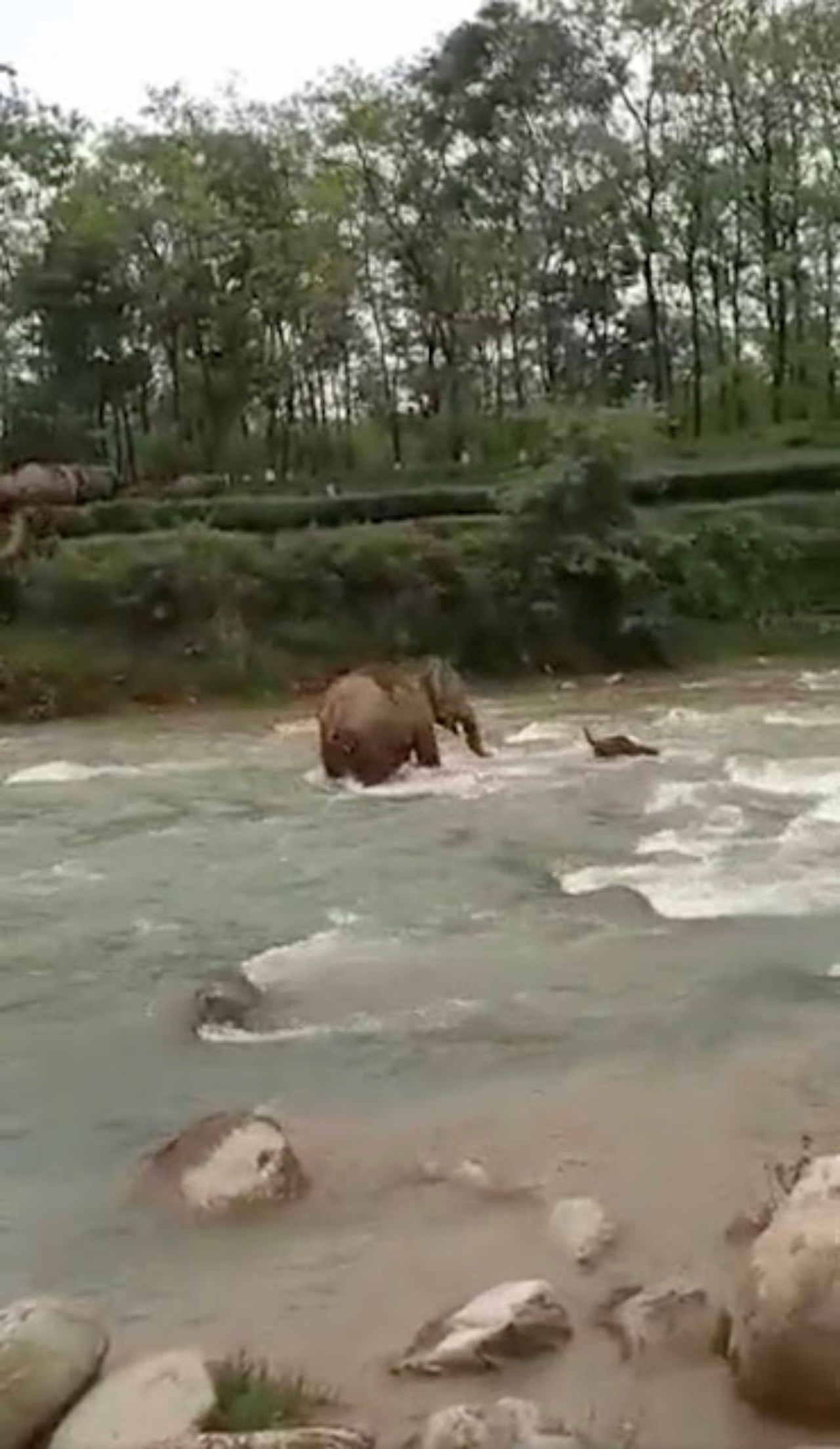 mamma elefante cerca di salvare il cucciolo