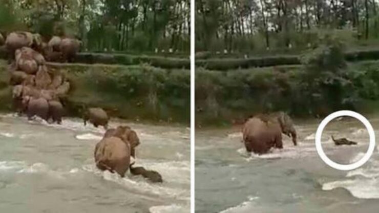 elefanti attraversano un fiume