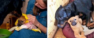 cane cerca una fonte di calore