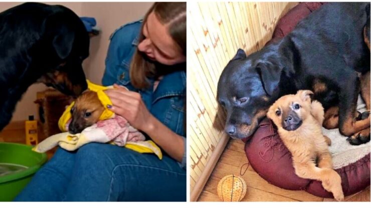 cane cerca una fonte di calore