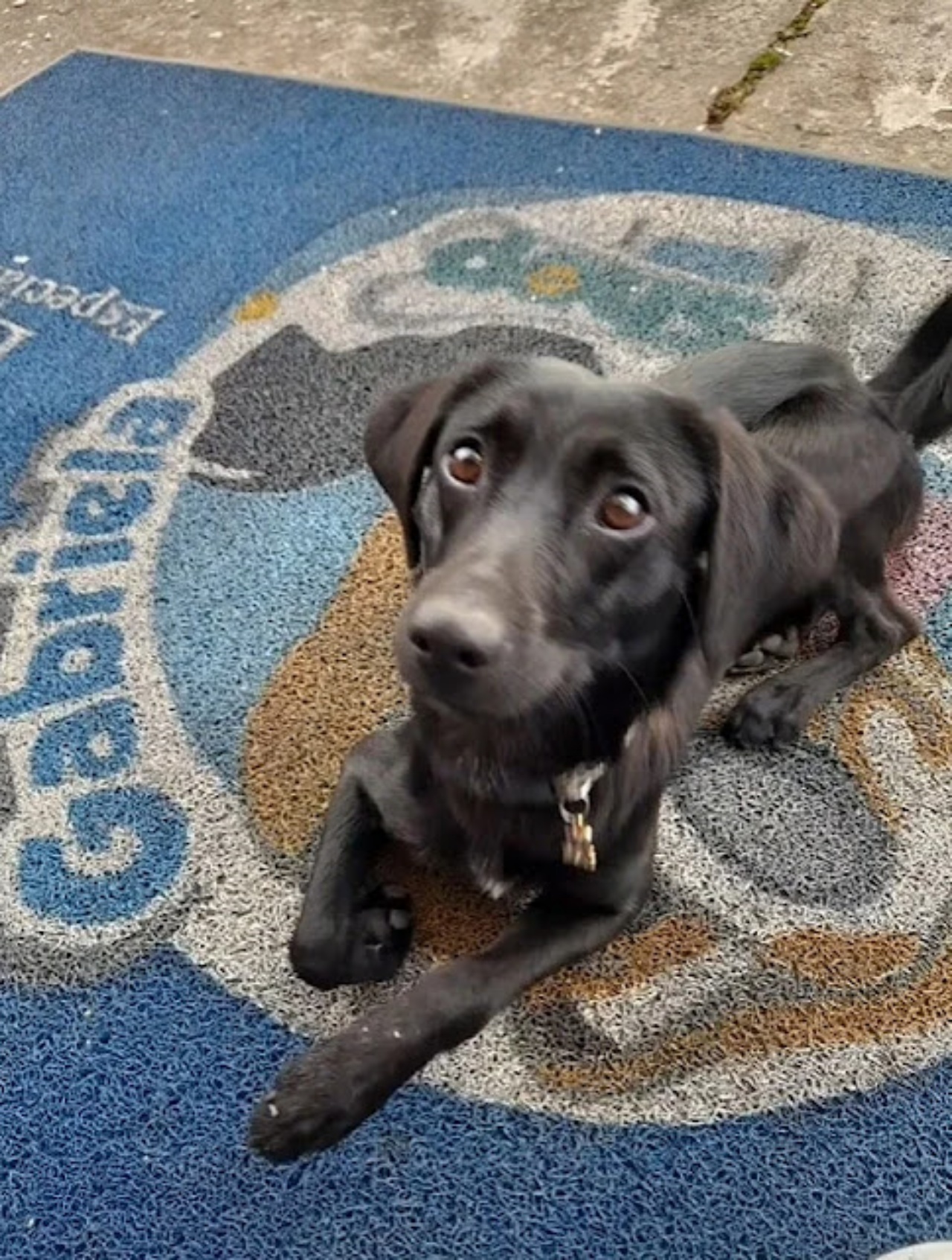 cagnolino nero su un tappeto blu