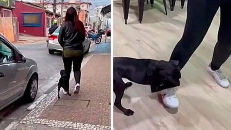 cane si aggrappa alla gamba di una sconosciuta