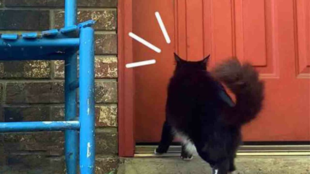 Gattina bussa alle porte per avere i suoi micini