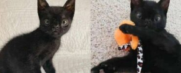 Una gattina dal viso strano e unico cerca una splendida famiglia che possa prendersi cura di lei