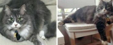 Gattino cieco di 11 anni "lavorava" per un'azienda, ma viene poi "licenziato". Continua però a combattere per il suo posto