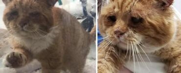 Gattino randagio disperato cerca aiuto alla porta di una donna: vuole essere salvato