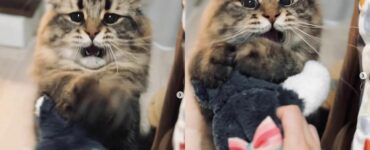 Gattino siberiano gioca con il suo pupazzo preferito e fa morire dal ridere