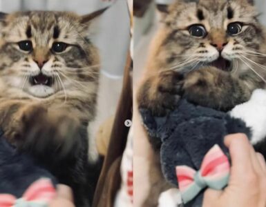 Gattino siberiano gioca con il suo pupazzo preferito e fa morire dal ridere