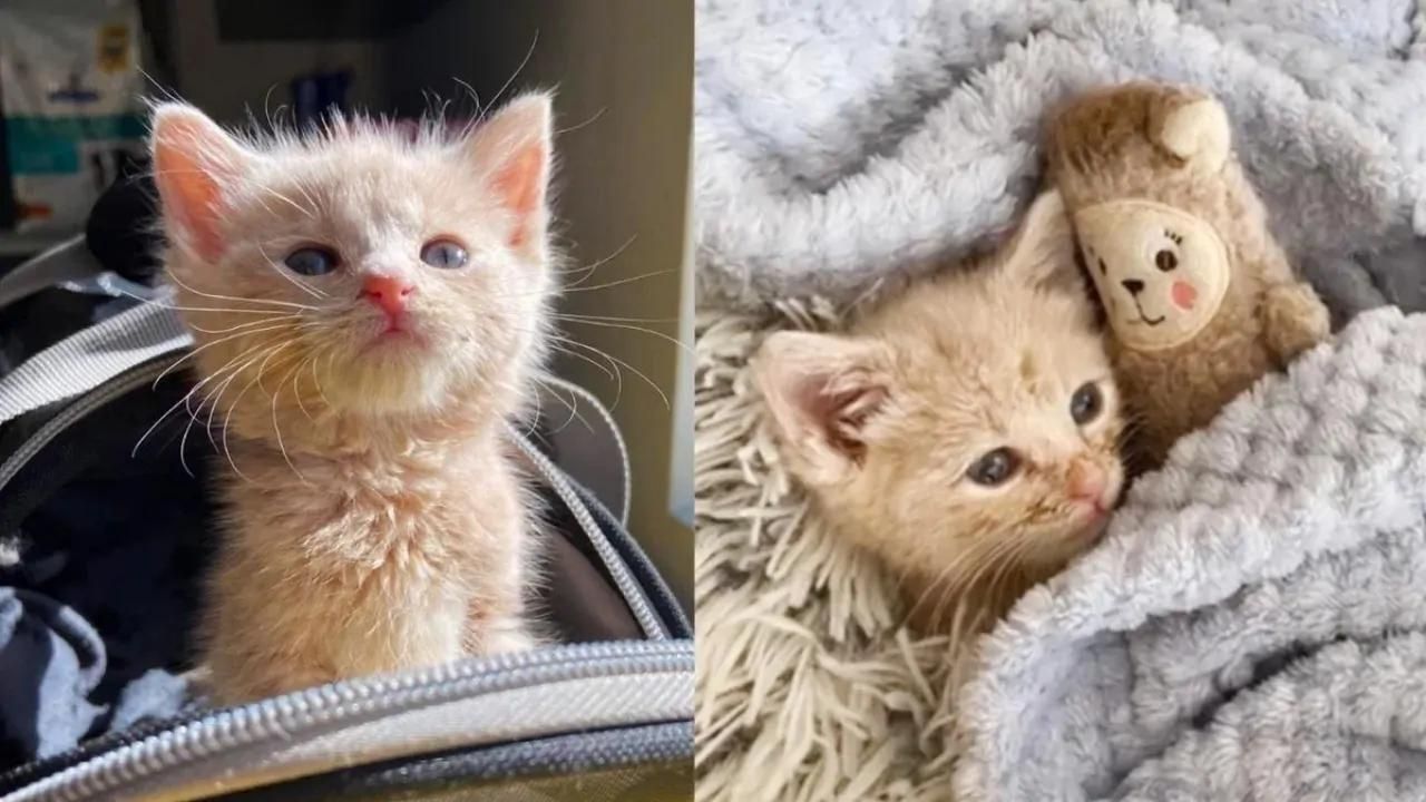 La storia di un gattino abbandonato in una casa che non vuole lasciare il suo peluche