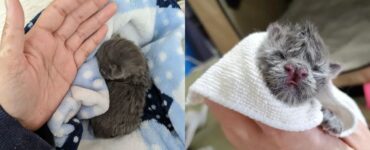 Gattino abbraccia e tiene stretta la persona che lo ha salvato