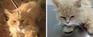Un gattino di proprietà si è seduto alla fermata dell'autobus per aspettare i suoi padroni