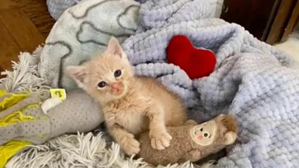 La storia di un gattino abbandonato in una casa che non vuole lasciare il suo peluche