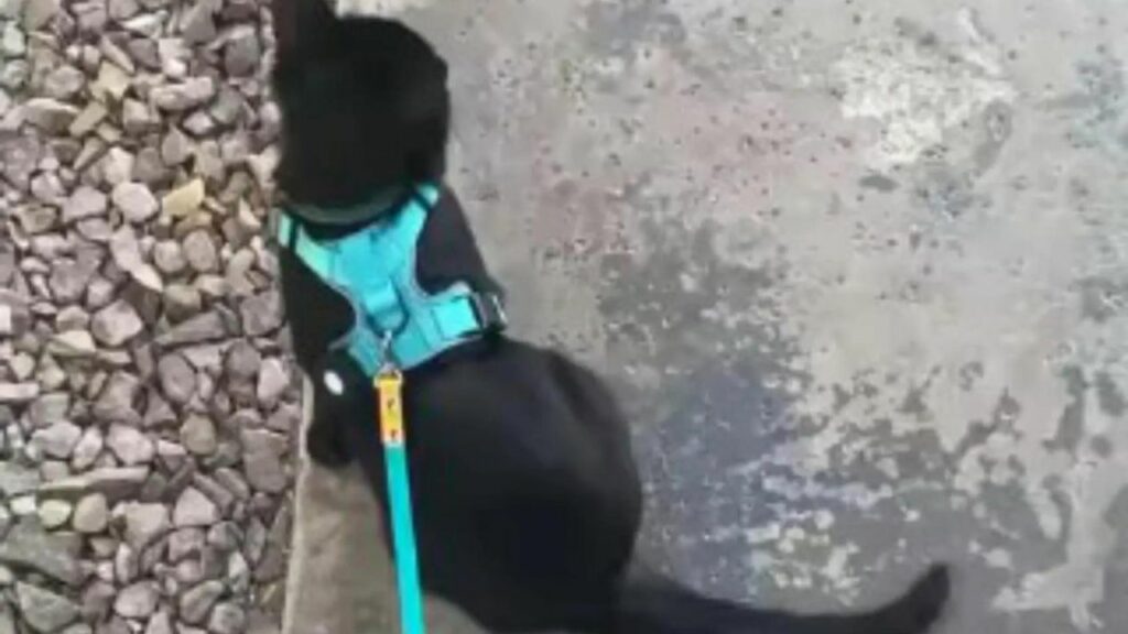 Il video di questo gatto che incontra un coniglio ha stupito il pubblico