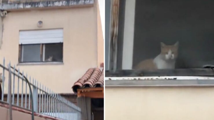 Non riusciva a trovare il suo gatto, ma poi ha guardato in alto e ha notato qualcosa di inaspettato (VIDEO)