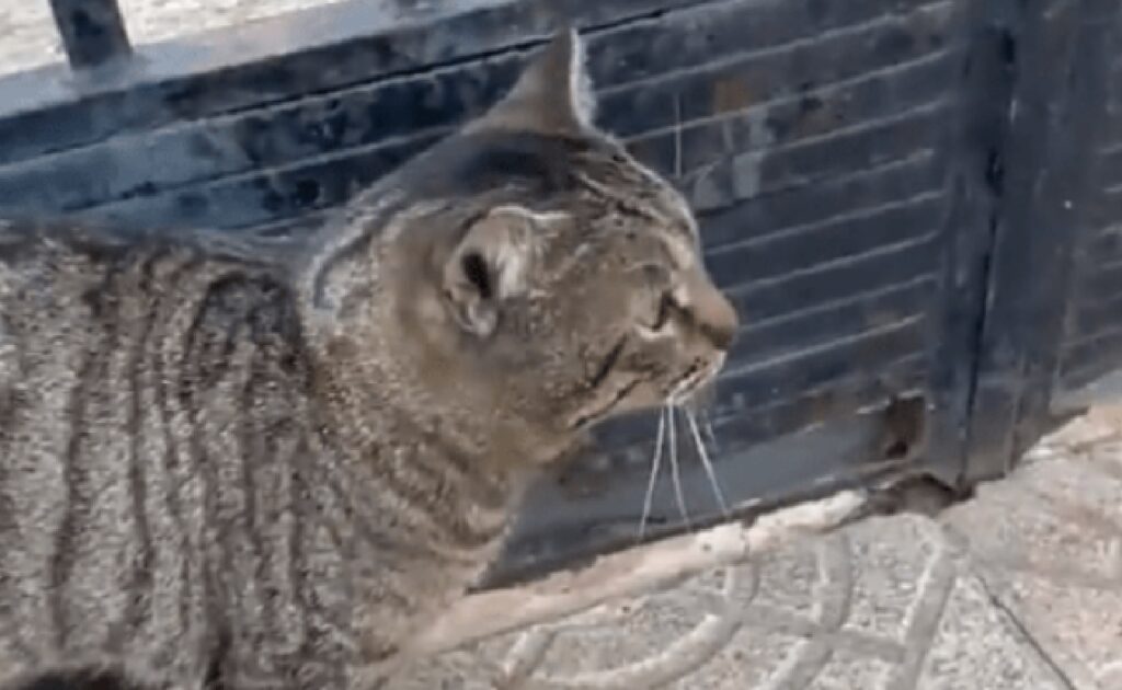 gatto si finge senzatetto