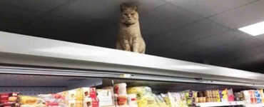Gatto che torna sempre nello stesso supermercato