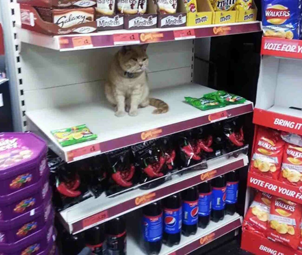 Gatto sullo scaffale del supermercato