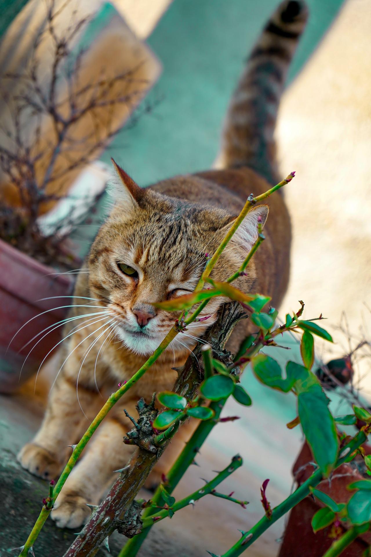 gatto strizza occhi