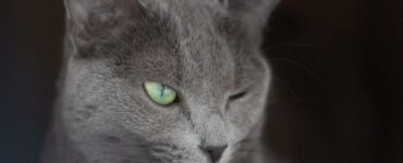 gatto strizza occhi