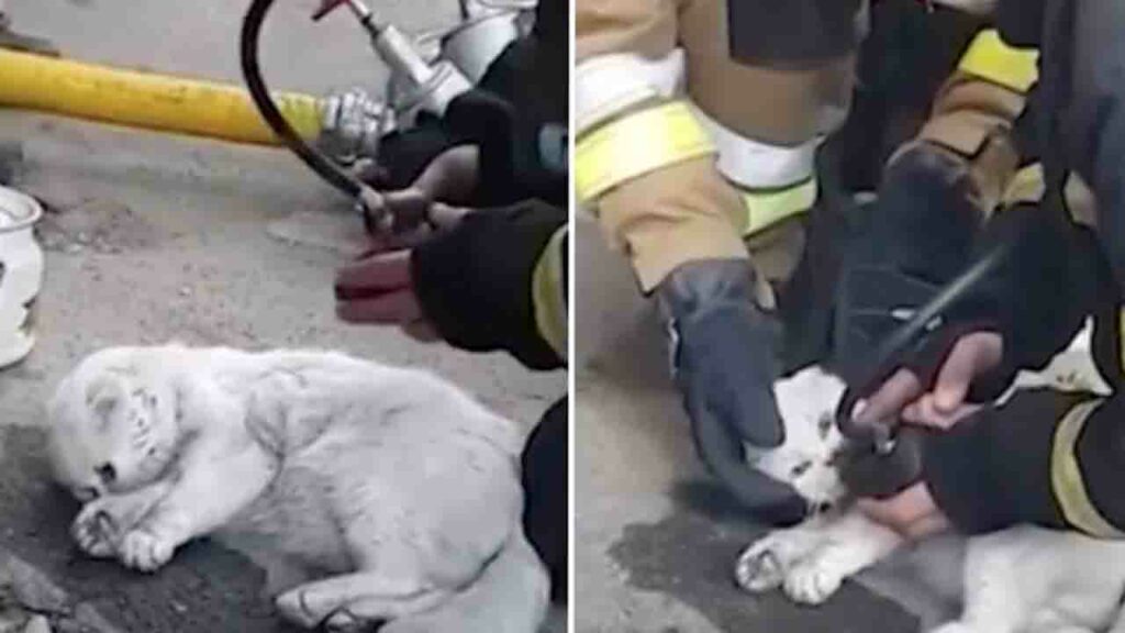 Un gatto rianimato dai pompieri in ucraina