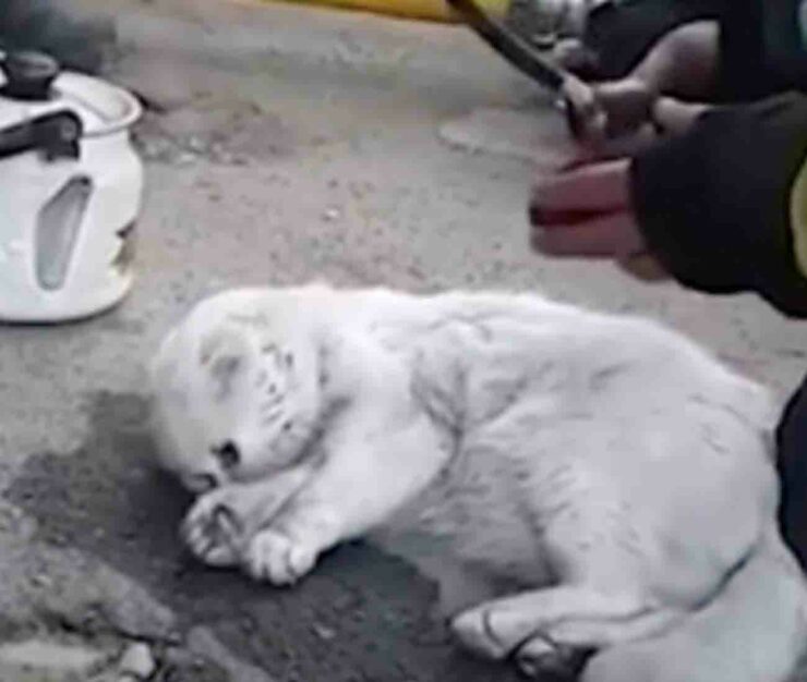 Un gatto rianimato dai pompieri in ucraina