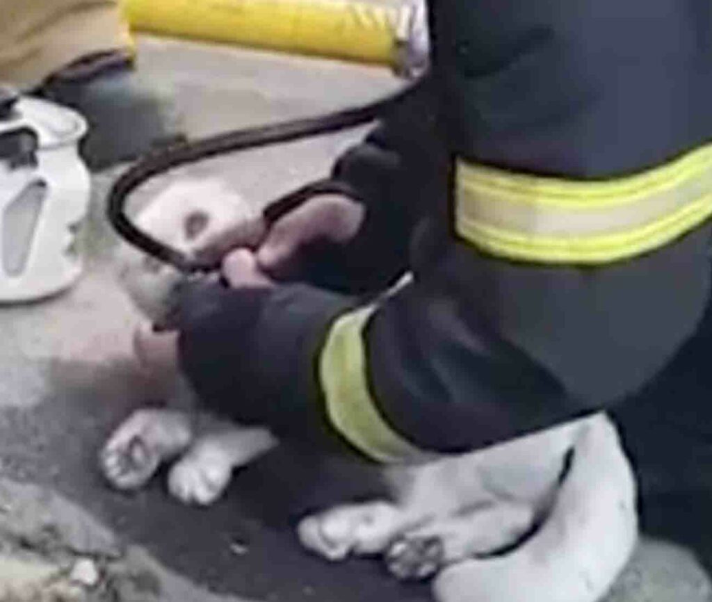 Gatto che viene rianimato dai pompieri