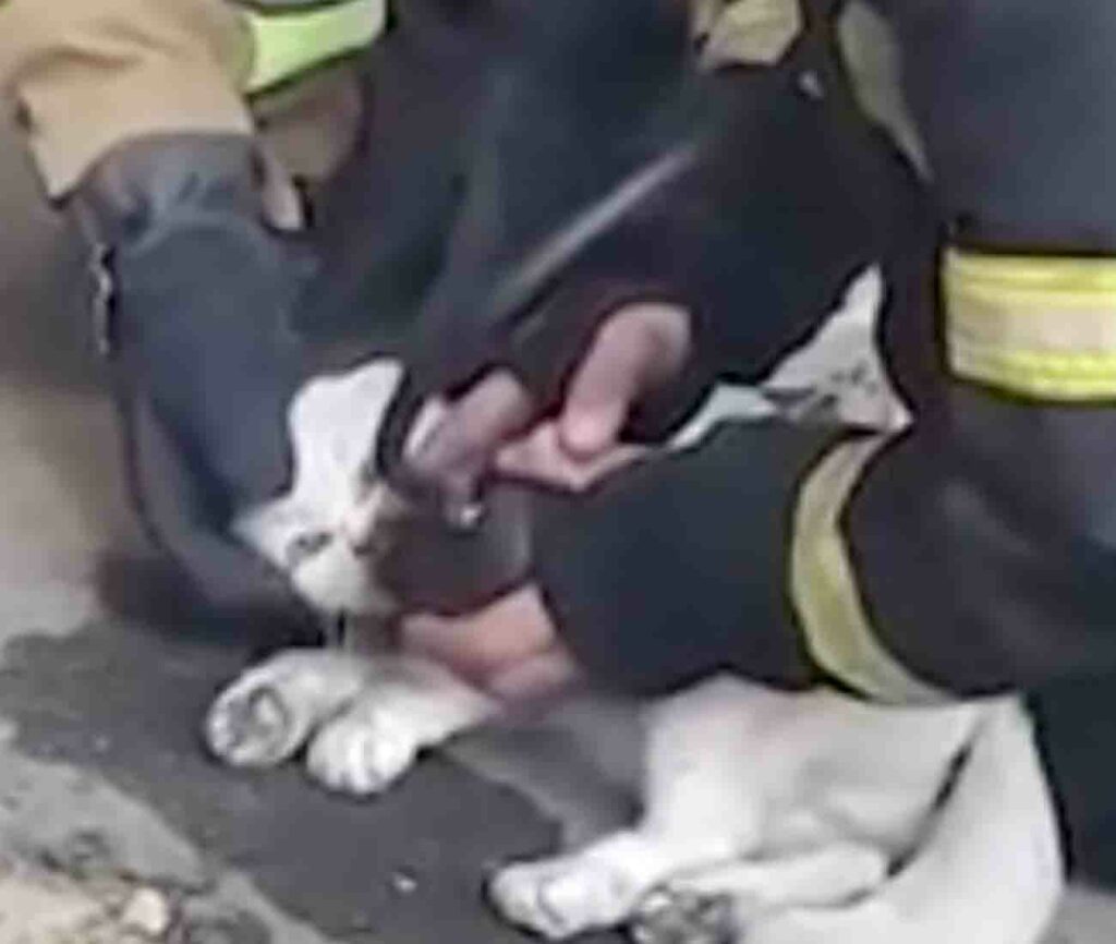 Un gatto rianimato dai pompieri in ucraina