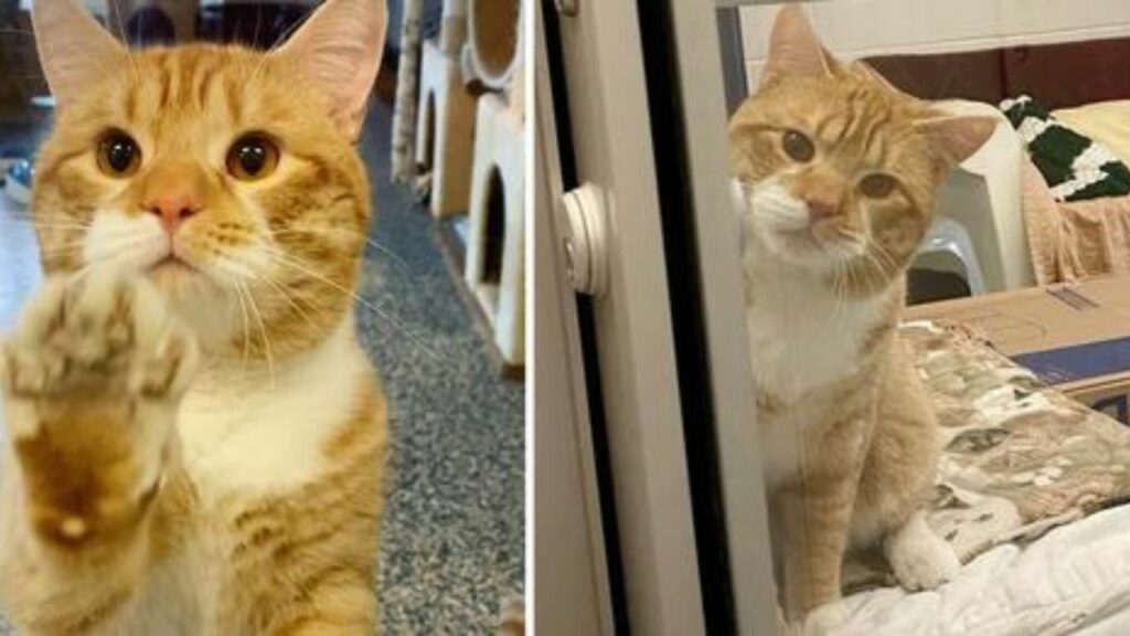 Il gatto saluta tutti quelli che visitano il gattile per essere adottato